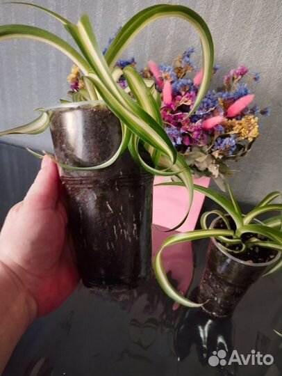 Хлорофитум кудрявый