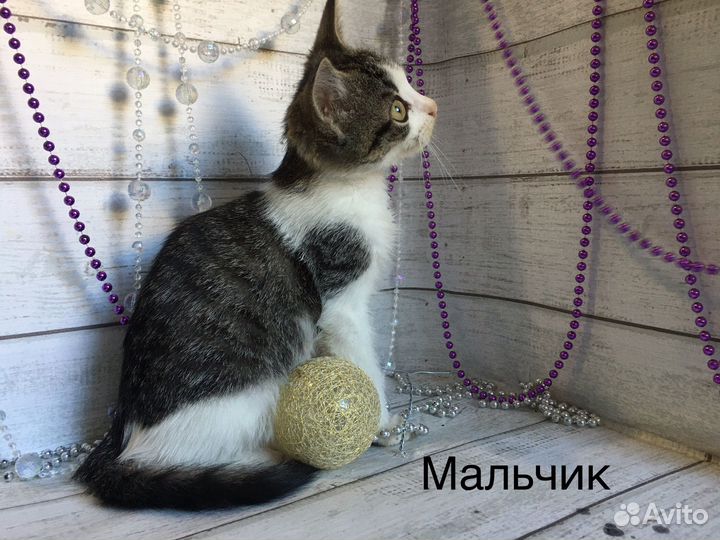 Кошки в добрые руки