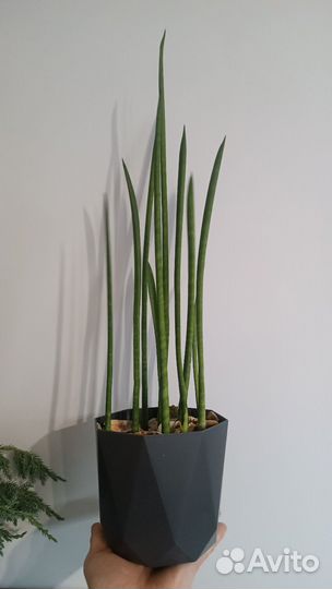 Сансевиерия