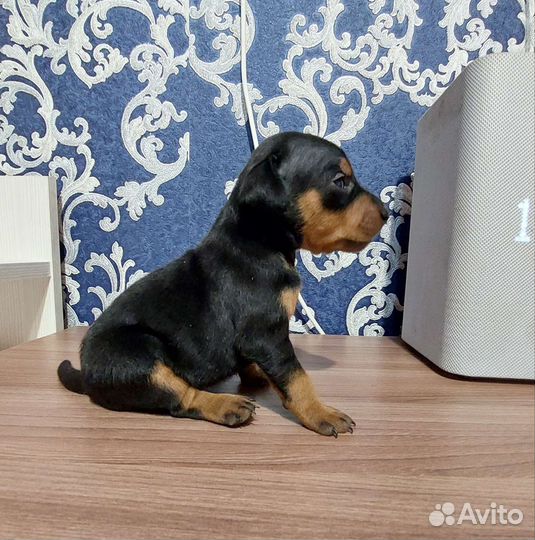 Цвергпинчер