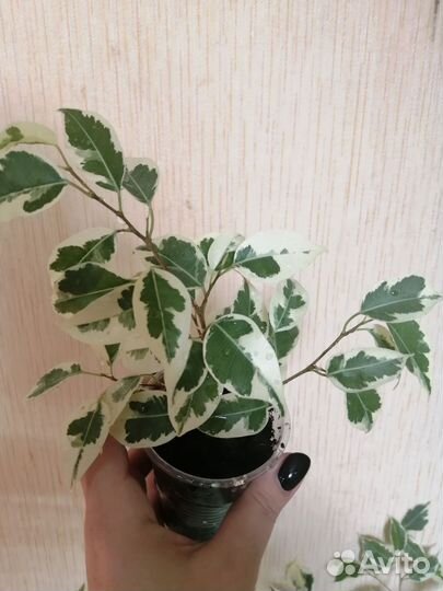 Фикус пестролистный
