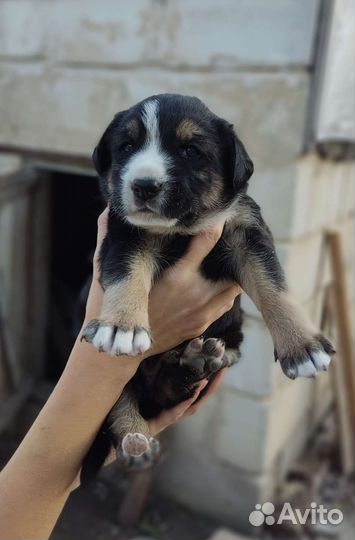 Отдам бесплатно щенки