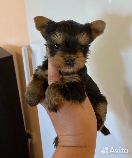 Йоркширский терьер