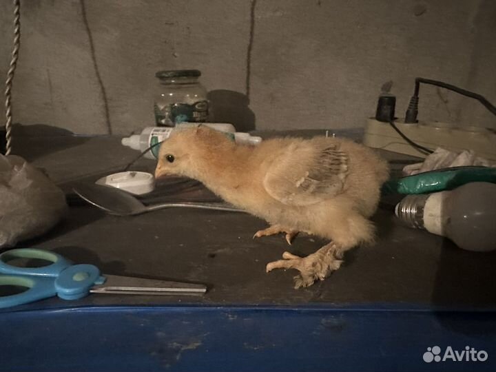 Цыпленок суточный брама