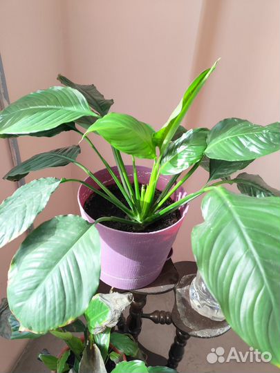 Спатифиллум цветок (женское счастье)