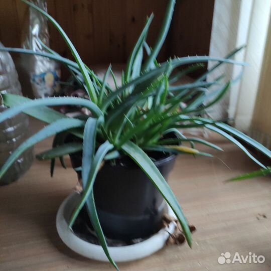 Алоэ столетник