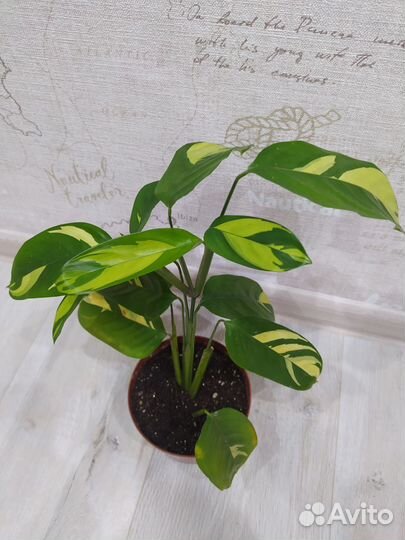 Ктенанта Лубберса