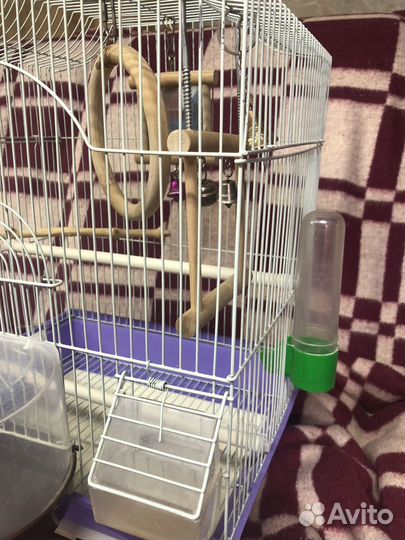 Клетка для попугая и переноска, террариум, лоток