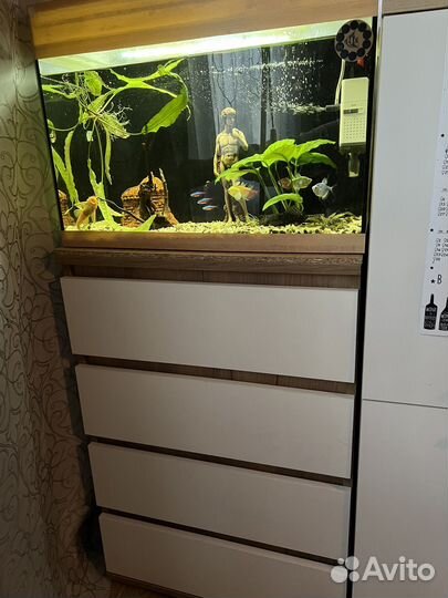 Аквариум с рыбками