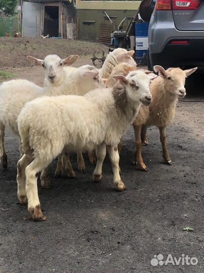 Катумские овцы,ягнята