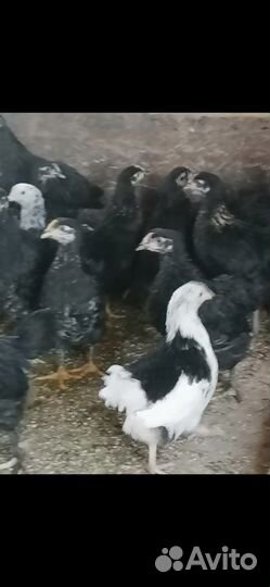 Продаются цыплята 2 месяца