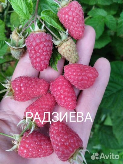 Саженцы малины