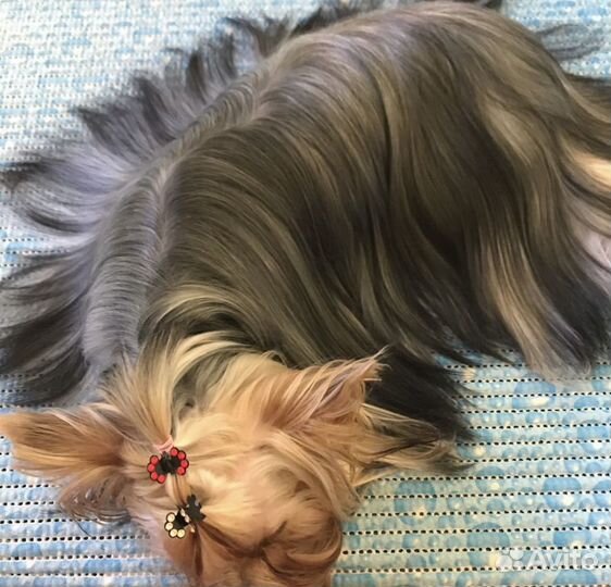 Йоркширский терьер