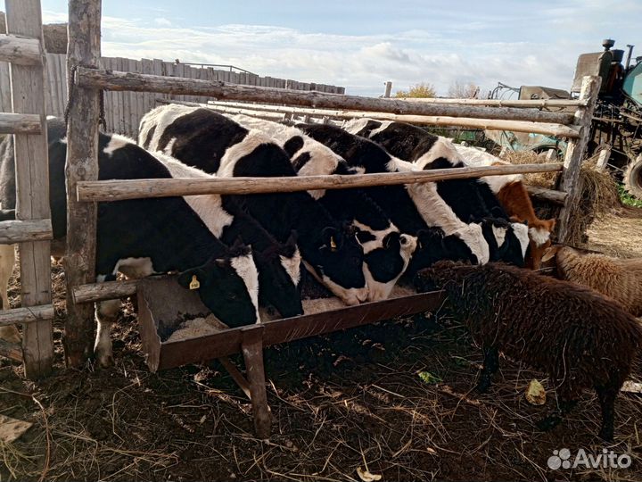 Телята бычки и телочки