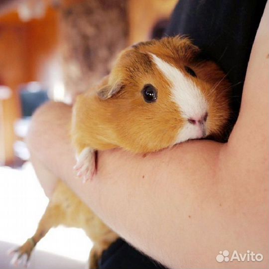 Морская свинка