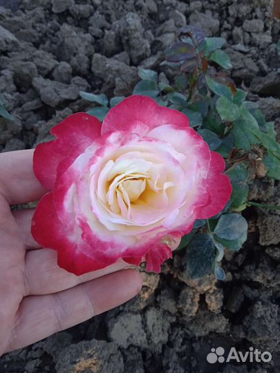 Розы, саженцы