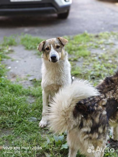 Собака подросток щенок Джулия