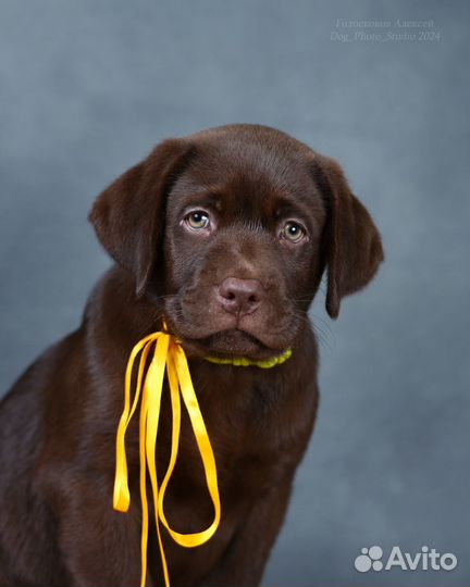 Шоколадный лабрадор