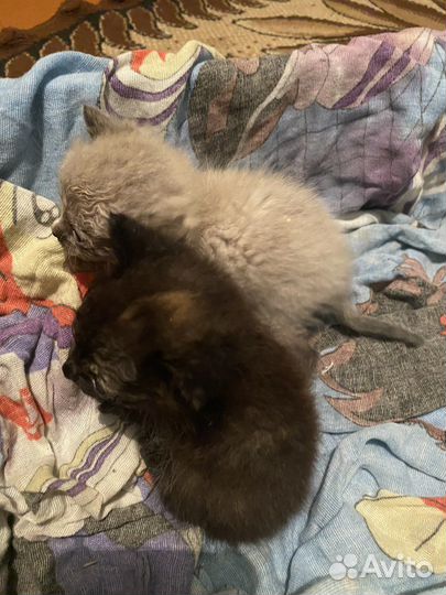 Отдам котят