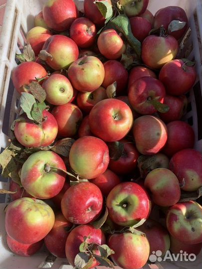 Продам яблоки
