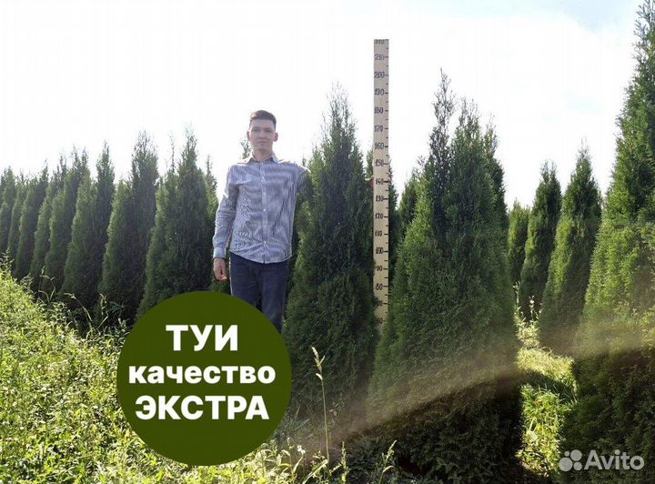 Туя смарагд рост 204 см /опт 150 шт