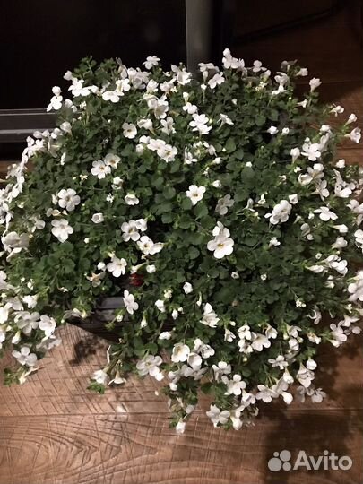 Комнатные цветы