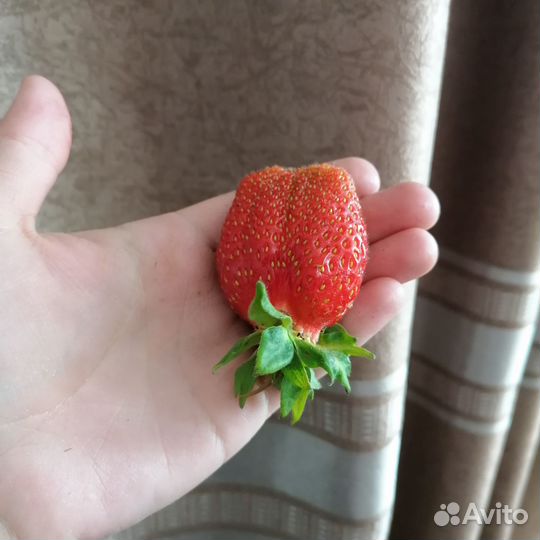 Усы клубники, земляники