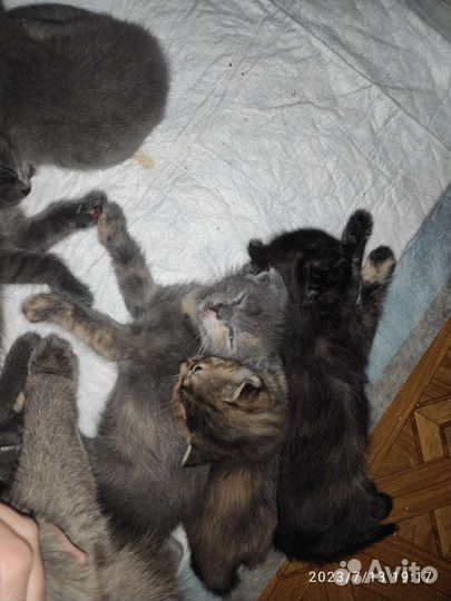 Кошка бесплатно