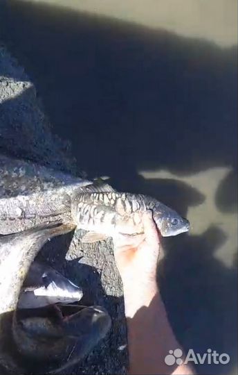 Рыбалка озеро