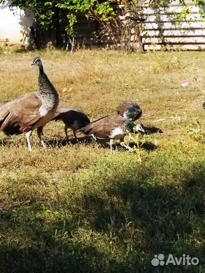 Фазаны, павлины