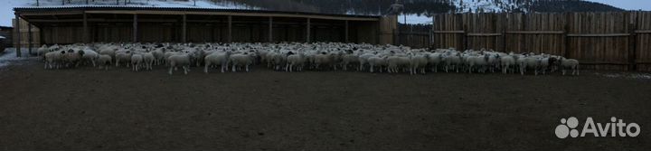 Овцы