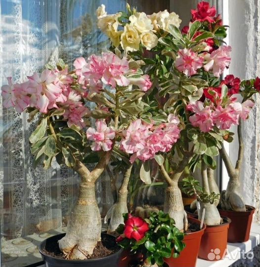 Комнатные домашние растения