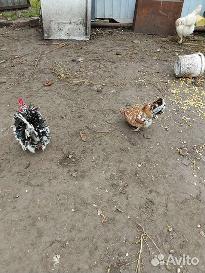 Малайзиская серама, самые маленькие курочки