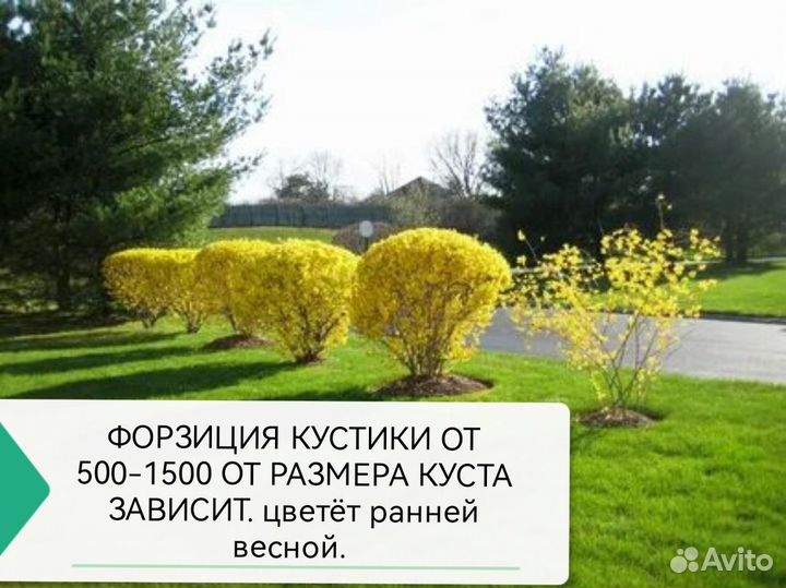 Форзиция кустики