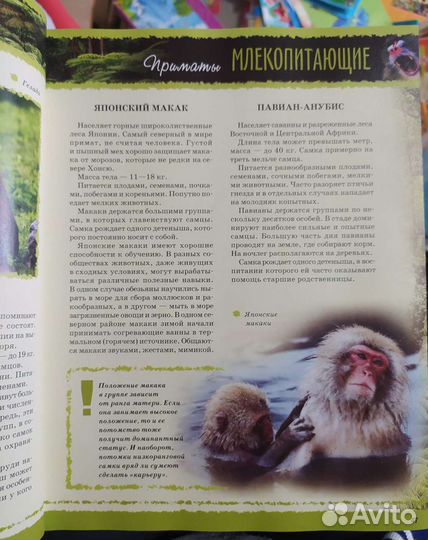 Энциклопедия
