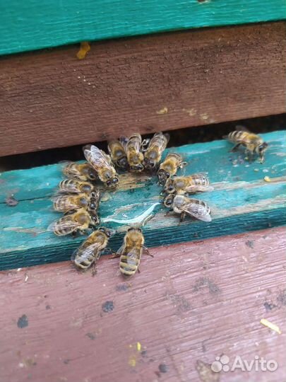 Целебный липовый натуральный мёд