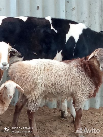 Овцы бараны