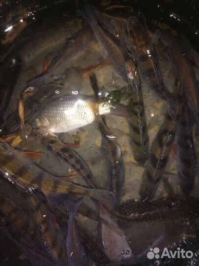 Живец для рыбалки