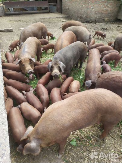 Поросята дюрок