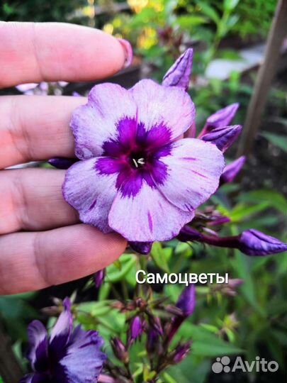 Сортовые флоксы