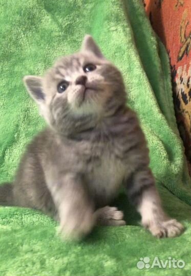 Шотландская кошечка