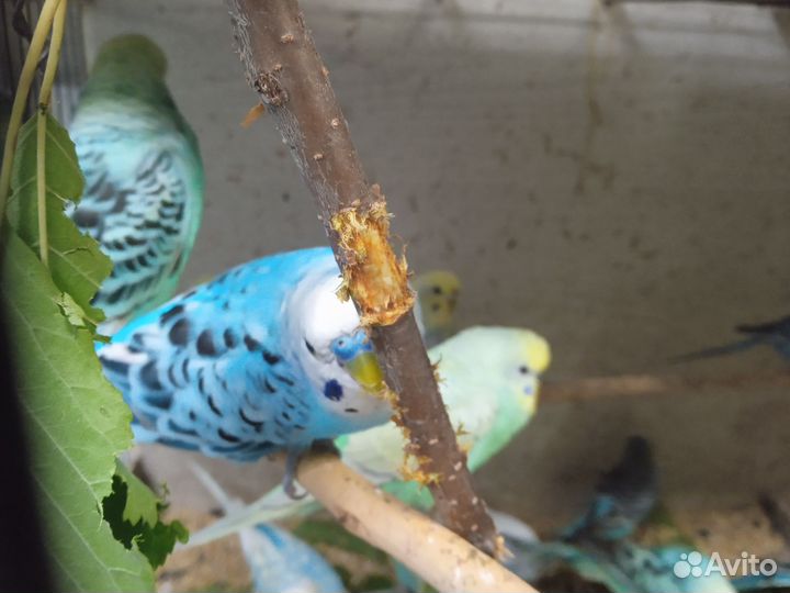 Волнистый попугай