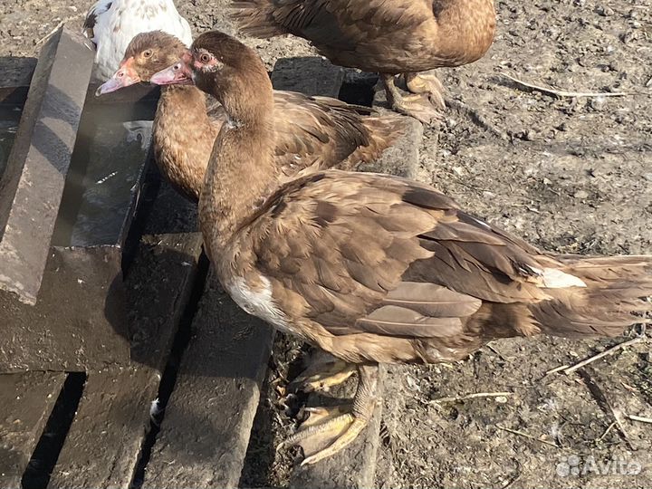 Мускусные утки на племя