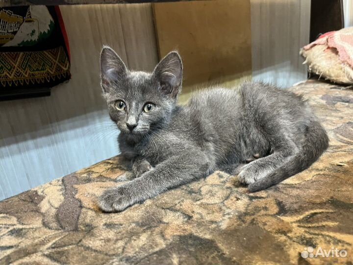 Котенок