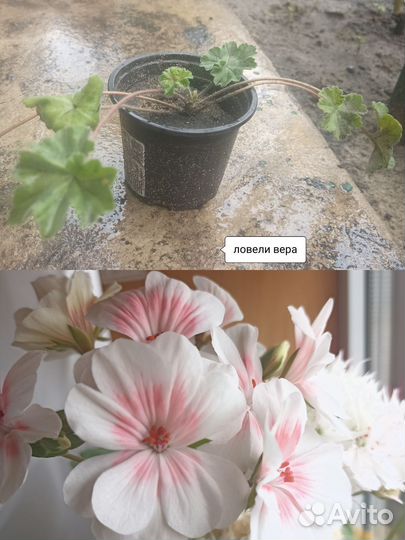 Пеларгония герань сортовая