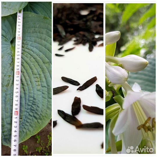 Хоста гигант, Мак, Пион, Юкка, Папоротник и др