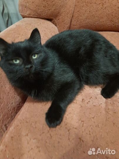 Короткошерстная кошка