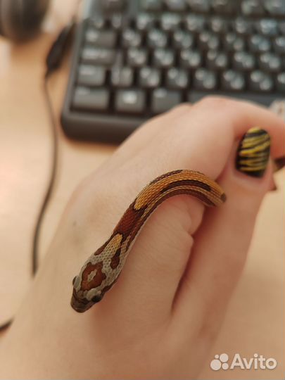 Маисовый полоз