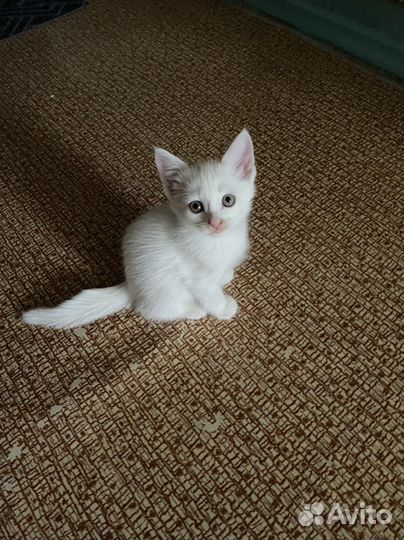 Отдам в добрые руки