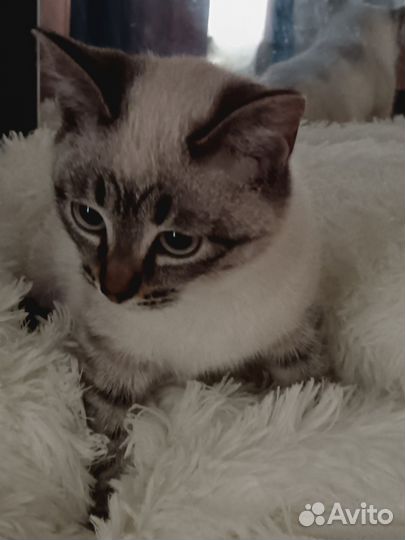 Котята в добрые руки приучены к лотку